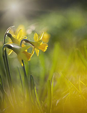 Narcissen