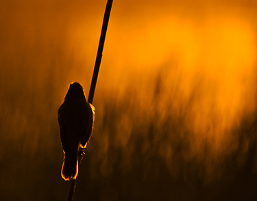 Vogeltje en ondergaande zon