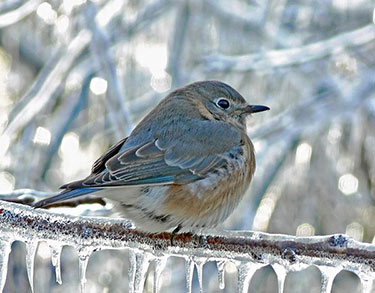 Vogel in de winter