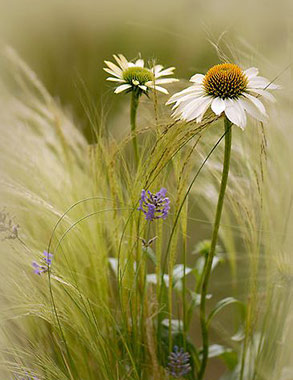 Wilde bloemen in het gras