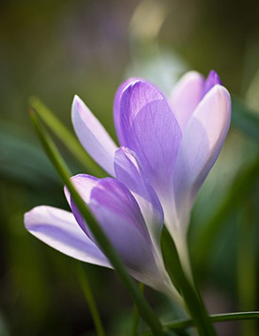 Crocussen