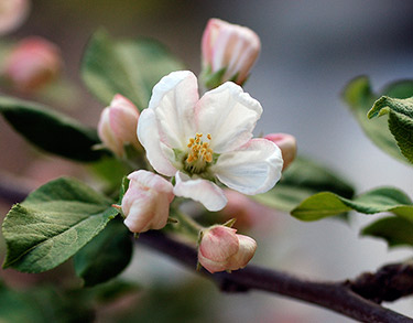 Appelbloesem