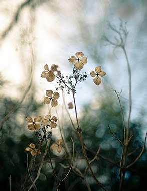 Verdroogde Hydrangea