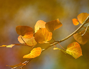 Gele herfstblaadjes